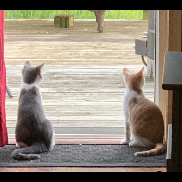 Abe - Picture 2 of 6